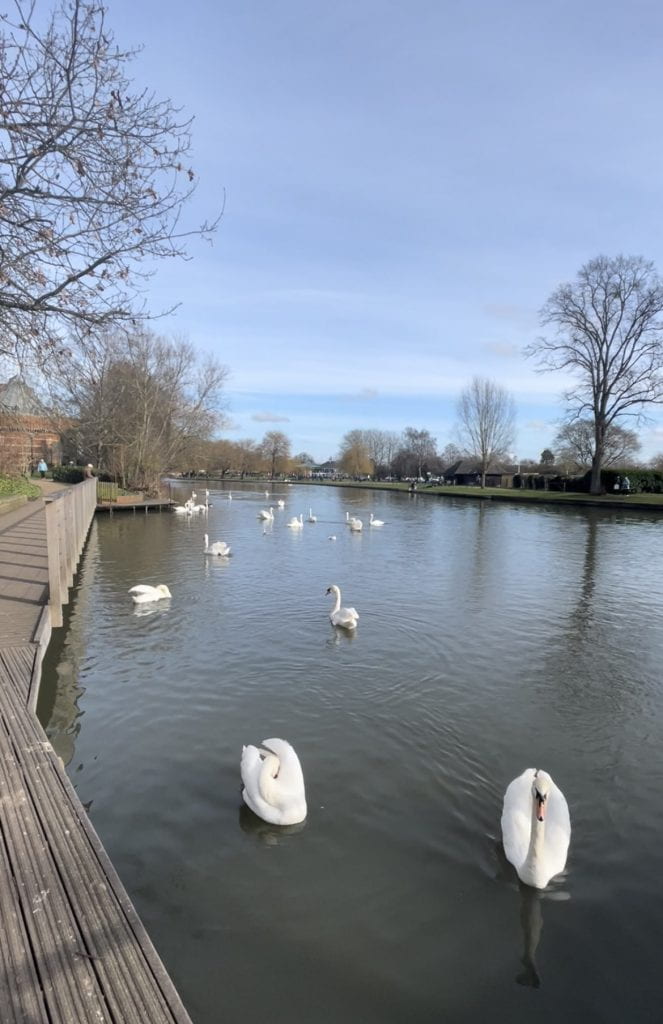 Swans on the canal that runs through Stratford-upon-Avon